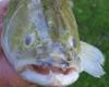 Superb and atypical, the zander is named “fish of the year”