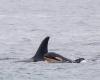 A mother orca loses another calf, which she takes with her