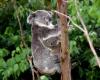 Will koalas disappear due to this sexually transmitted disease?