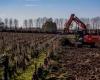 in Gironde, cooperatives condemned to restructure or diversify