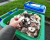 Oyster shells: collection is growing in Brittany