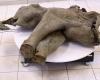 Russia unveils preserved body of 50,000-year-old baby mammoth