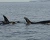 Tahlequah, the orca who refused to abandon the lifeless body of her calf, lost another baby