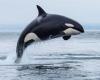 The orca who refused to abandon her dead baby lost another calf