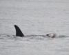 An orca observed carrying her dead calf