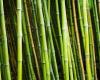 The human factor | Is bamboo really greener than plastic?