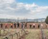 Children sow the future by planting 400 trees with a farmer in Gers