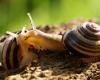 Animal of the Year 2025: The grove snail