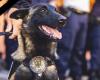 Cookie, the emblematic dog of the Tarn police, died accidentally