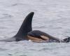 Orca seen carrying dead calf in Pacific