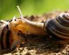 Animal of the Year 2025: Pro Natura chooses the Hain snail