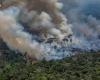 The Brazilian Amazon is experiencing its most numerous fires in 17 years: what does that mean?