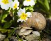 Swiss wildlife: the hedge snail is the animal of the year 2025