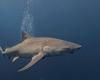 Deadly shark attack in New Caledonia