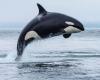 The orca who refused to abandon her dead baby has again lost a calf