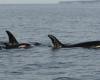 Tahlequah, the orca who refused to abandon her calf's lifeless body, lost another baby