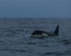 an orca refuses to abandon its dead calf and carries it into the Pacific