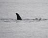 An orca once again mourns the death of one of its calves