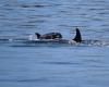 Six years after carrying her dead baby for several days, an orca adopts the same behavior with another calf