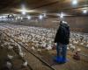 Avian flu: observed mutations raise fears among experts