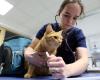 cats carrying the avian flu virus, a risk for humans?