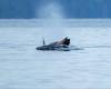 In the Pacific, an orca observed again on a train carrying its dead calf – Libération