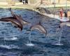 Marineland d'Antibes: what will become of the employees, the site and the animals?