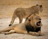 Zimbabwe: boy alive after 5 days in a park with lions