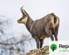 in the Doubs, chamois pay the price for forest protection