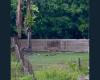 A jaguar filmed in broad daylight in Kourou in the Pariacabo sector