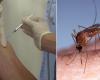 The vaccine against chikungunya at 150 euros: MP Perceval Gaillard calls for it to be free – LINFO.re