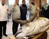 a bluefin tuna sold for nearly 1.3 million euros at auction