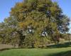 Remarkable trees of Haute-Garonne: the Saint-André oak, living witness to the history of Comminges