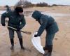 more than 30 cetaceans found dead in the Black Sea, deplores an NGO