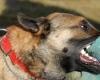 Fez…a stray dog ​​bites the foot of a British tourist