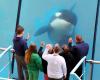 Closure of Marineland: what future for Wikie and his son Keijo, the orcas of the water park born in captivity?