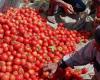 Morocco: new rise in tomato prices