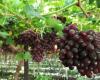 “The slowdown in the grape market is putting negative pressure on prices”