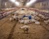 Seven poultry farms affected by bird flu in Ontario