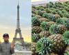 Malaysia increases pineapple exports to France and New Zealand