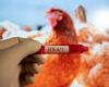 The United States will devote $300 million to fight bird flu