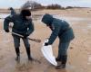 War in Ukraine: polluted coasts, 30 dead porpoises, impossible international cooperation… What we know about the oil spill in Crimea