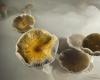 Psilocybin from hallucinogenic mushrooms effectively reduces anxiety and depression – rts.ch