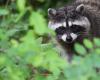 The raccoon also arrives in the Jura