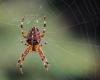 Spiders named after pop song titles to bring scientific research closer to the general public