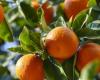 Moroccan citrus exports up sharply for the 2024/2025 campaign – AgriMaroc.ma