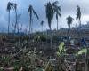 Three weeks after the cyclone, what is the environmental assessment of the damage in Mayotte?