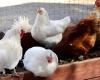 The high price of chicken destabilizes the market and Moroccans hesitate to buy it