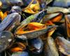 why so many mussels? – Liberation