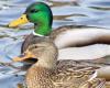 Highly pathogenic avian influenza (HPAI): a second case confirmed in Eure – News